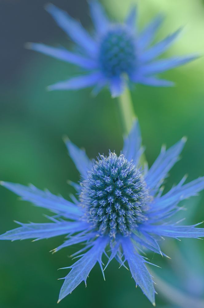 Wall Art Painting id:213519, Name: Blue Burst, Artist: Crowell, Nancy