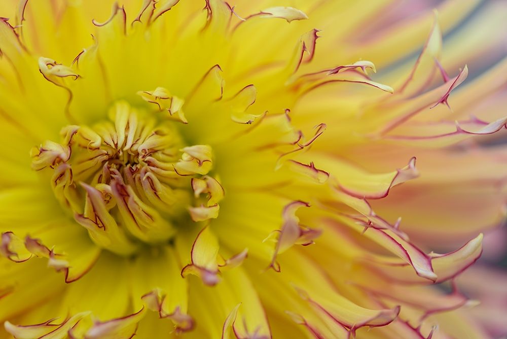 Wall Art Painting id:213521, Name: Yellow Burst, Artist: Crowell, Nancy