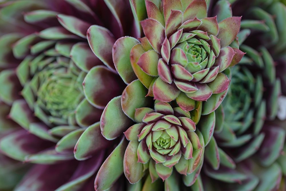 Wall Art Painting id:213522, Name: Succulent Collection, Artist: Crowell, Nancy