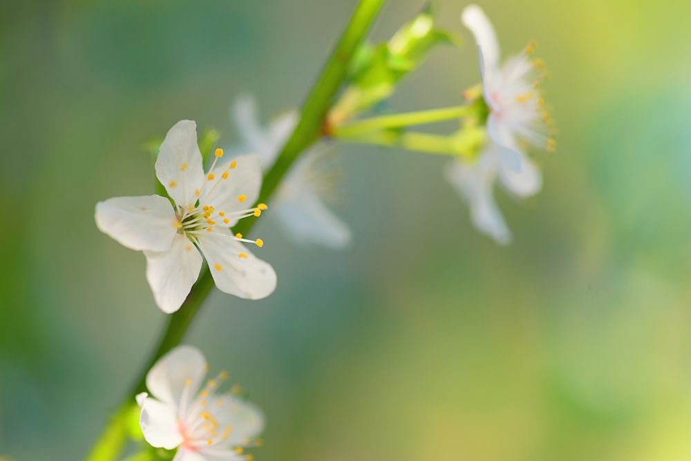 Wall Art Painting id:429831, Name: White Flowers, Artist: Crowell, Nancy