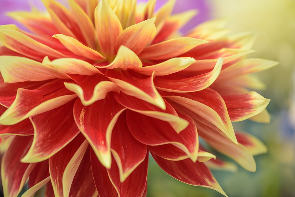 Wall Art Painting id:436945, Name: Dahlia, Artist: Crowell, Nancy