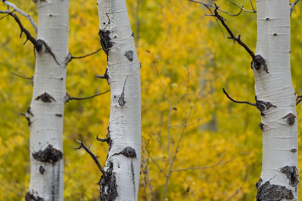 Wall Art Painting id:213531, Name: Partial View, Artist: Crowell, Nancy