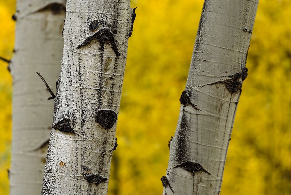 Wall Art Painting id:213532, Name: Together We Stand, Artist: Crowell, Nancy