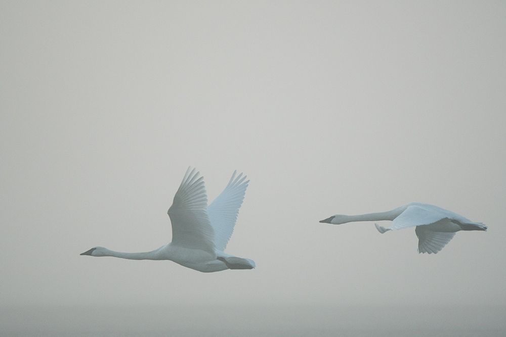 Wall Art Painting id:213534, Name: Swan Song, Artist: Crowell, Nancy