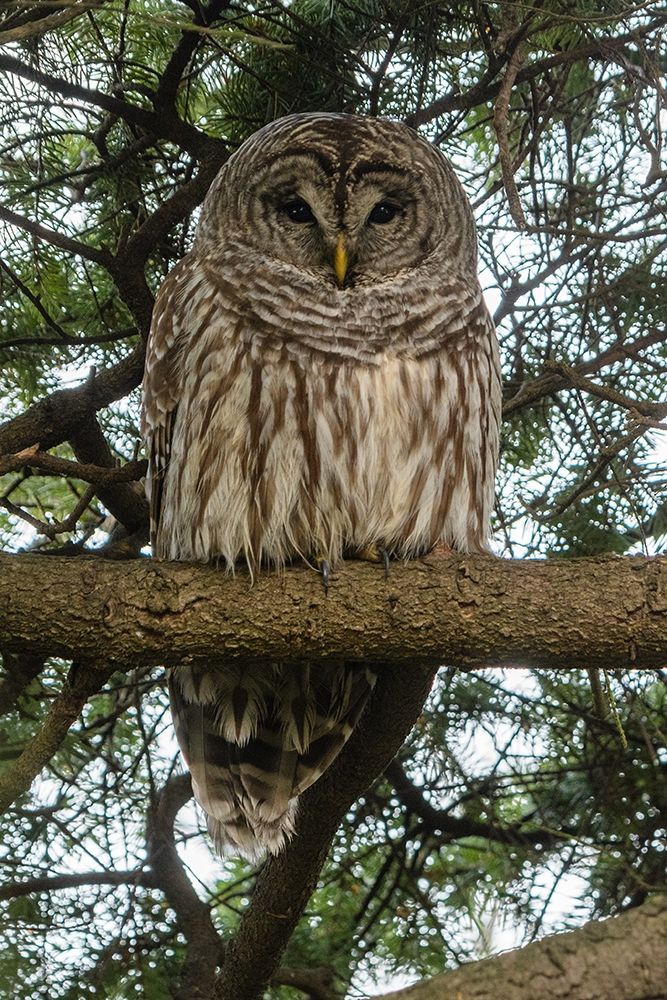 Wall Art Painting id:213536, Name: Owls Post, Artist: Crowell, Nancy