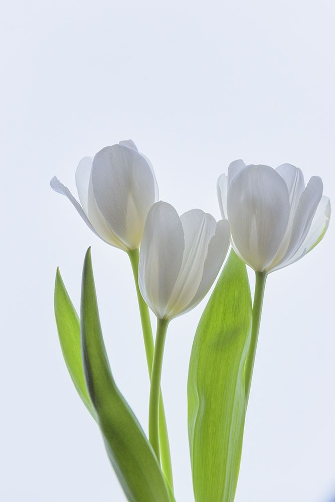 Wall Art Painting id:213537, Name: White Tulips in Bloom, Artist: Crowell, Nancy
