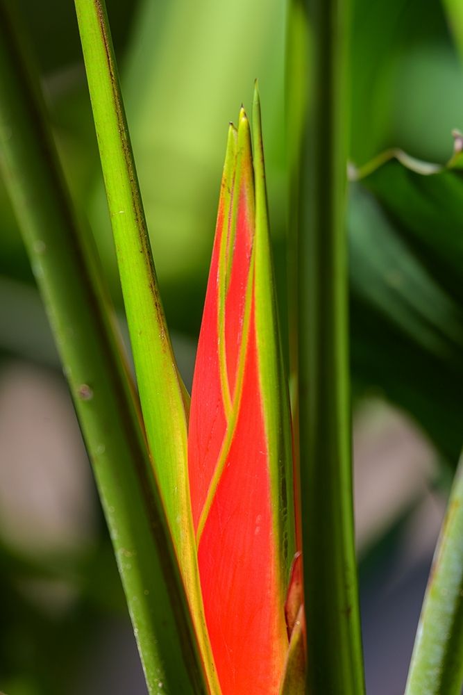 Wall Art Painting id:213539, Name: Jungle Red, Artist: Crowell, Nancy
