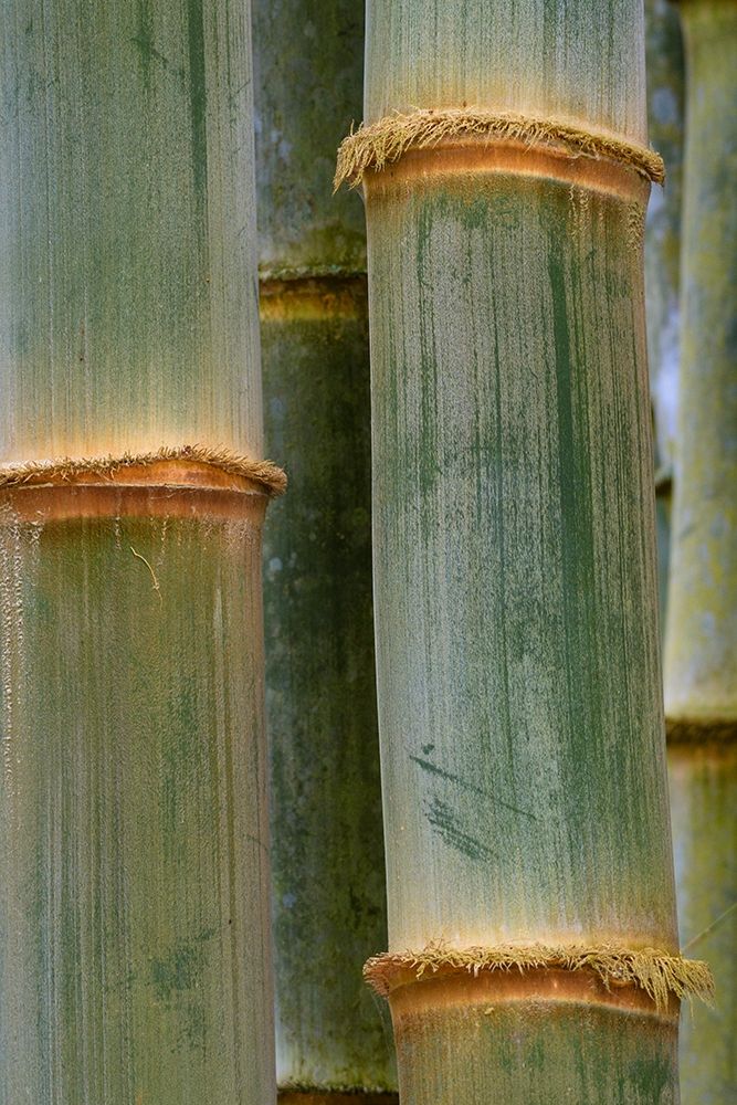 Wall Art Painting id:213540, Name: Bamboo Studies, Artist: Crowell, Nancy