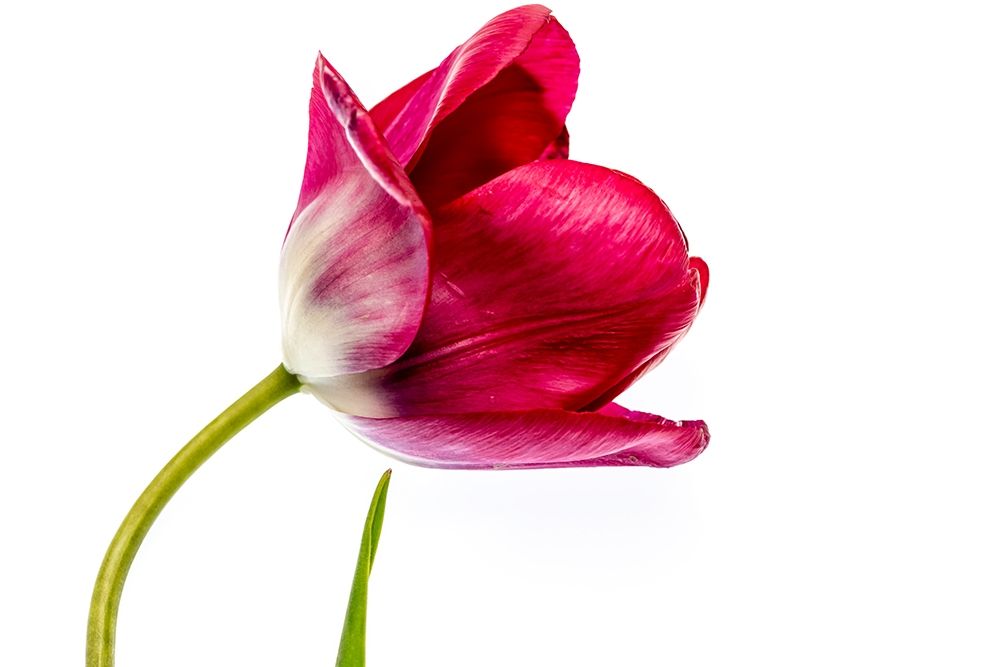 Wall Art Painting id:213543, Name: Magenta Petals, Artist: Crowell, Nancy