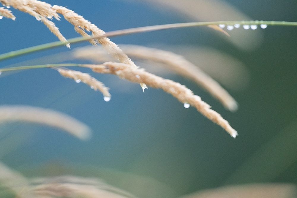 Wall Art Painting id:382674, Name: After The Rain I, Artist: Crowell, Nancy