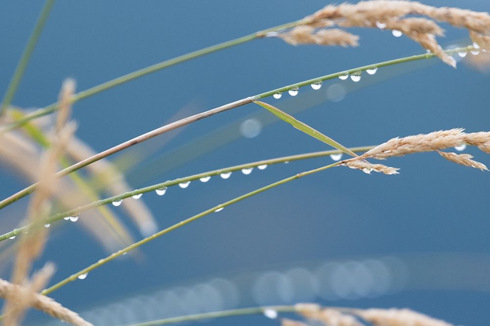 Wall Art Painting id:382675, Name: After The Rain II, Artist: Crowell, Nancy