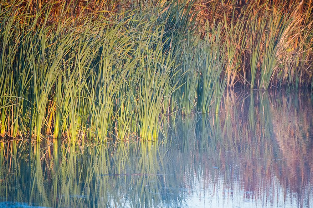 Wall Art Painting id:635601, Name: Wetland Reflections, Artist: Crowell, Nancy