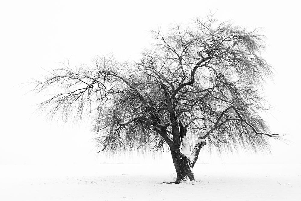 Wall Art Painting id:359760, Name: Solutude, Artist: Crowell, Nancy