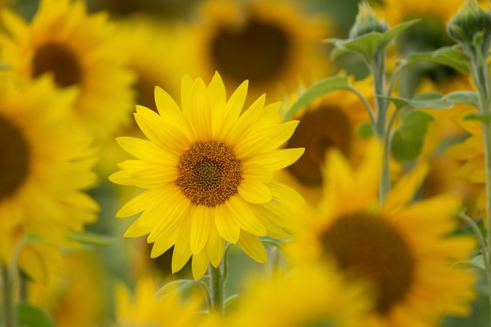 Wall Art Painting id:359762, Name: Standing Out, Artist: Crowell, Nancy