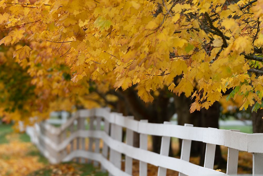 Wall Art Painting id:440373, Name: Golden Dreams, Artist: Crowell, Nancy