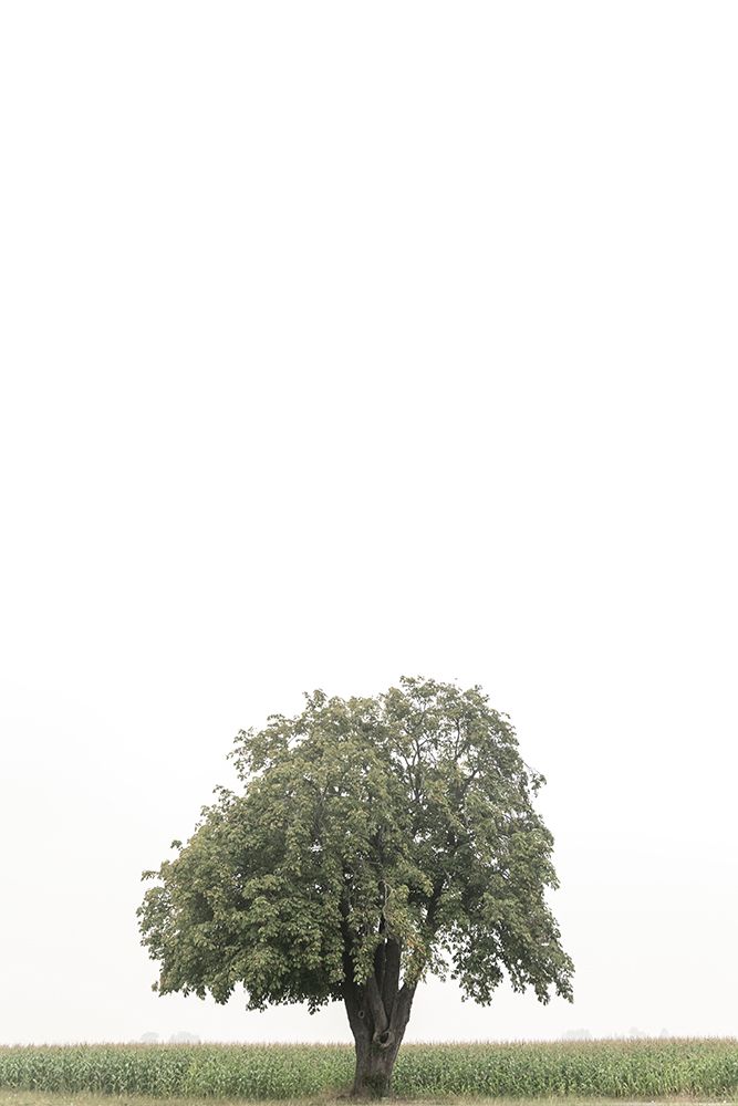 Wall Art Painting id:440376, Name: The One, Artist: Crowell, Nancy