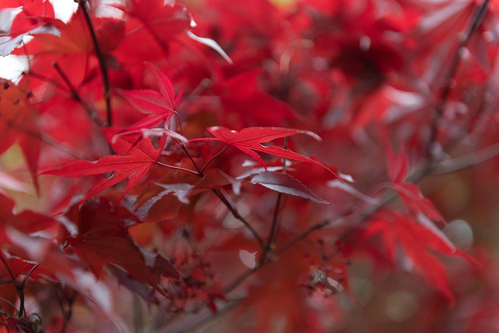 Wall Art Painting id:640028, Name: Shades of Fall II, Artist: Crowell, Nancy