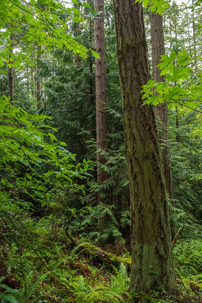 Wall Art Painting id:608756, Name: Northwest Rainforest, Artist: Crowell, Nancy