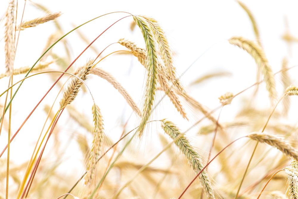 Wall Art Painting id:640031, Name: Fresh Fields, Artist: Crowell, Nancy