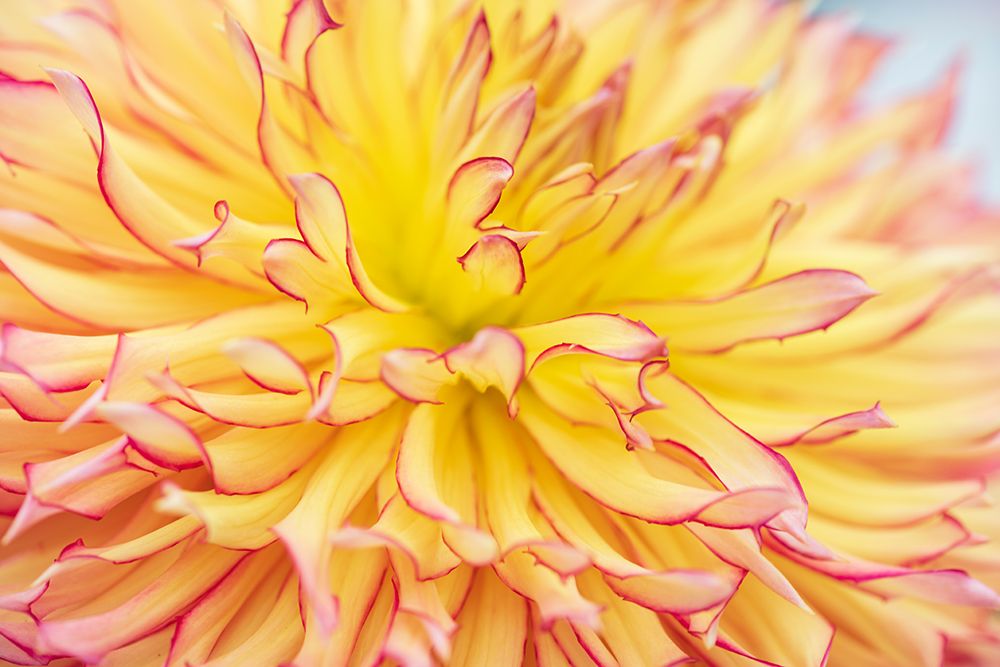 Wall Art Painting id:530966, Name: Blooms III, Artist: Crowell, Nancy