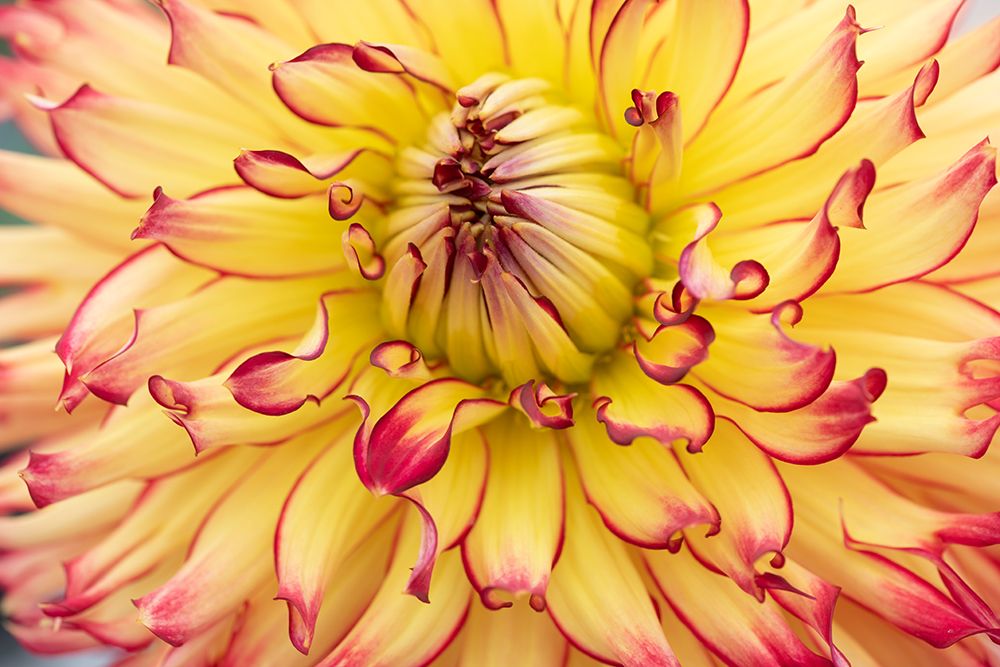 Wall Art Painting id:530967, Name: Blooms II, Artist: Crowell, Nancy