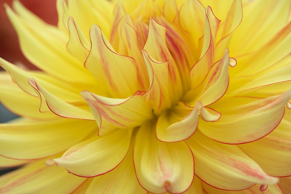 Wall Art Painting id:530968, Name: Blooms I, Artist: Crowell, Nancy