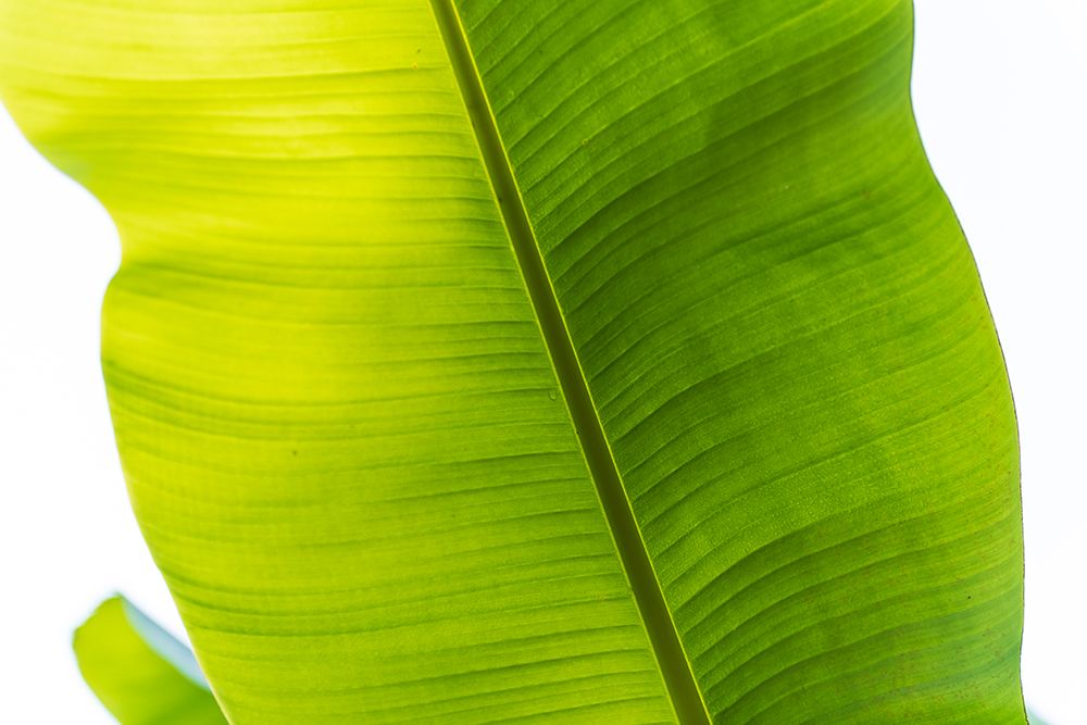 Wall Art Painting id:640034, Name: Green Goddess I, Artist: Crowell, Nancy