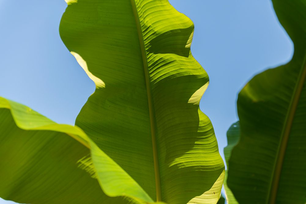 Wall Art Painting id:640035, Name: Green Goddess II, Artist: Crowell, Nancy