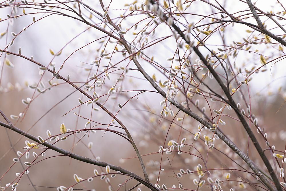 Wall Art Painting id:640039, Name: Delicate Branches I, Artist: Crowell, Nancy