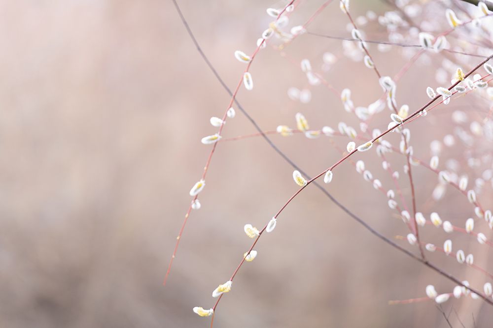 Wall Art Painting id:640040, Name: Delicate Branches II, Artist: Crowell, Nancy