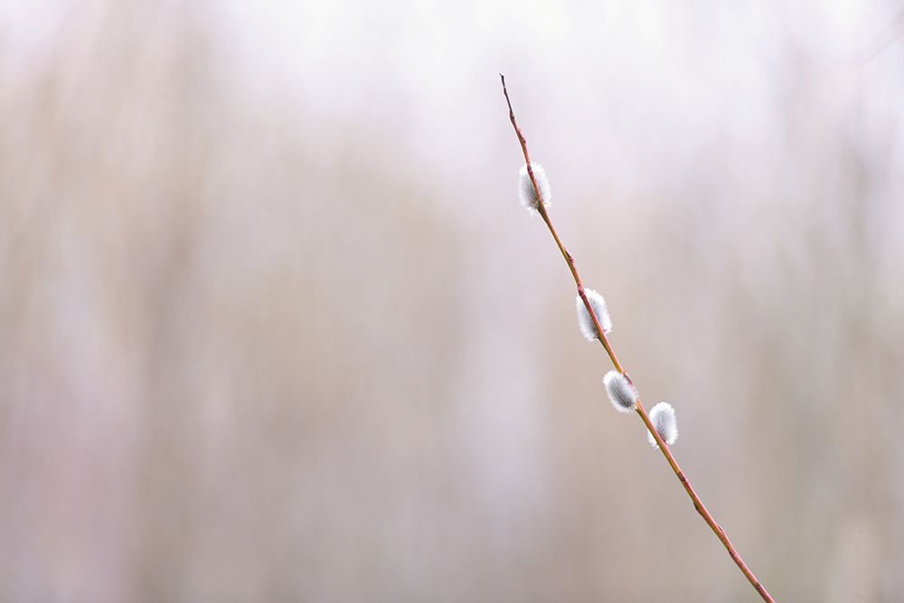 Wall Art Painting id:640041, Name: Delicate Branches III, Artist: Crowell, Nancy