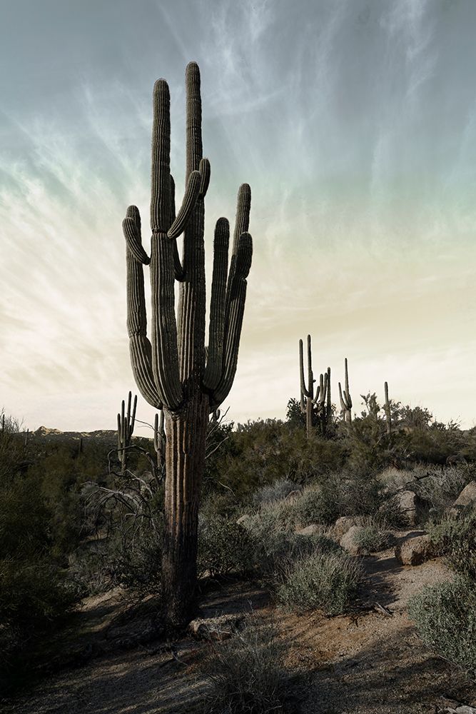 Wall Art Painting id:640107, Name: King of the Desert, Artist: Morgan, Keith