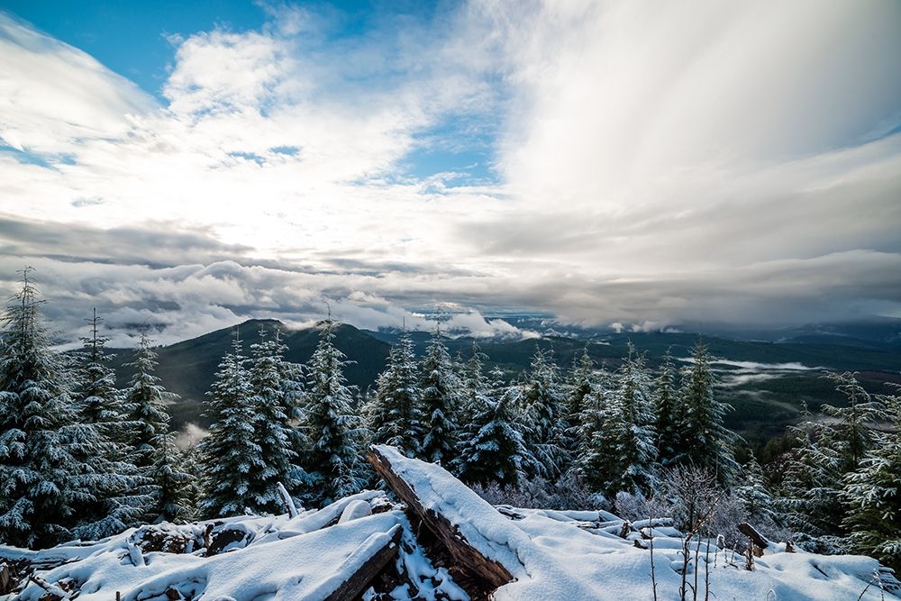 Wall Art Painting id:263031, Name: Snowy Sentinels II, Artist: Morgan, Keith