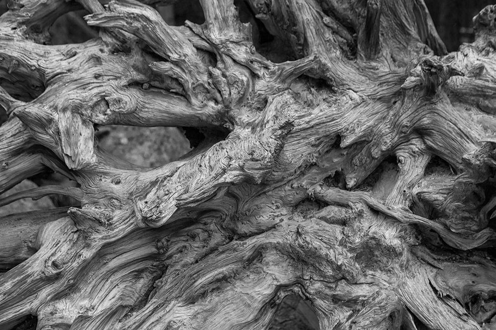 Wall Art Painting id:553364, Name: Driftwood, Artist: Matheson, Aaron