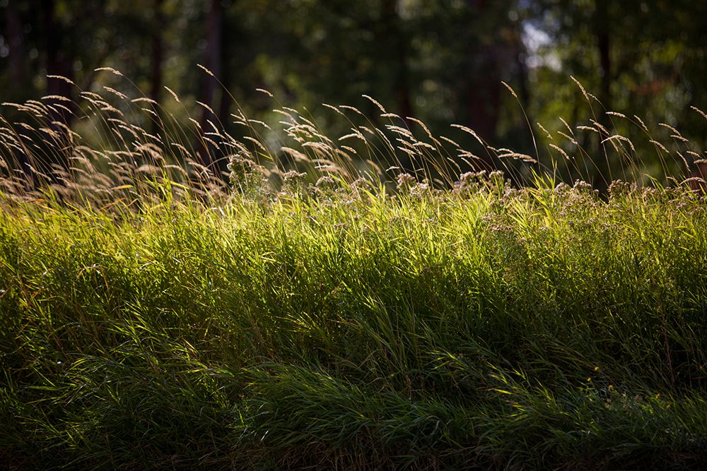 Wall Art Painting id:635614, Name: Grassland, Artist: Matheson, Aaron