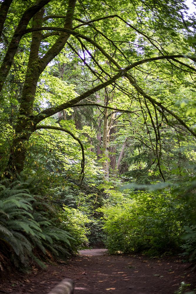 Wall Art Painting id:608755, Name: Forest Path, Artist: Matheson, Aaron