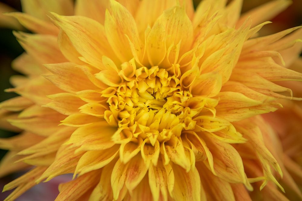 Wall Art Painting id:213577, Name: Gold Petals, Artist: Matheson, Aaron