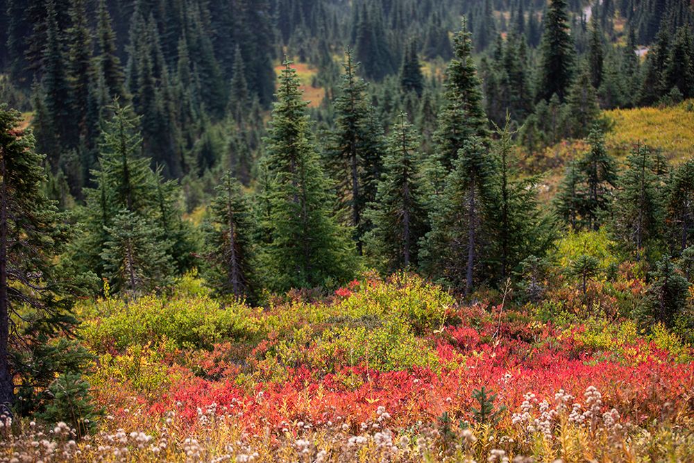 Wall Art Painting id:640109, Name: Mountain Playground, Artist: Matheson, Aaron