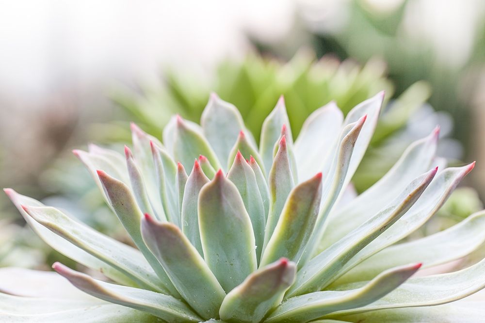 Art Print: Succulent Study I