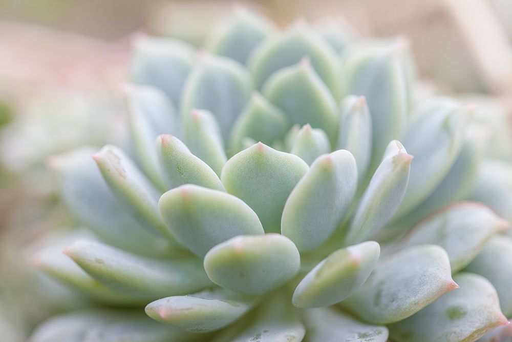 Art Print: Succulent Study II