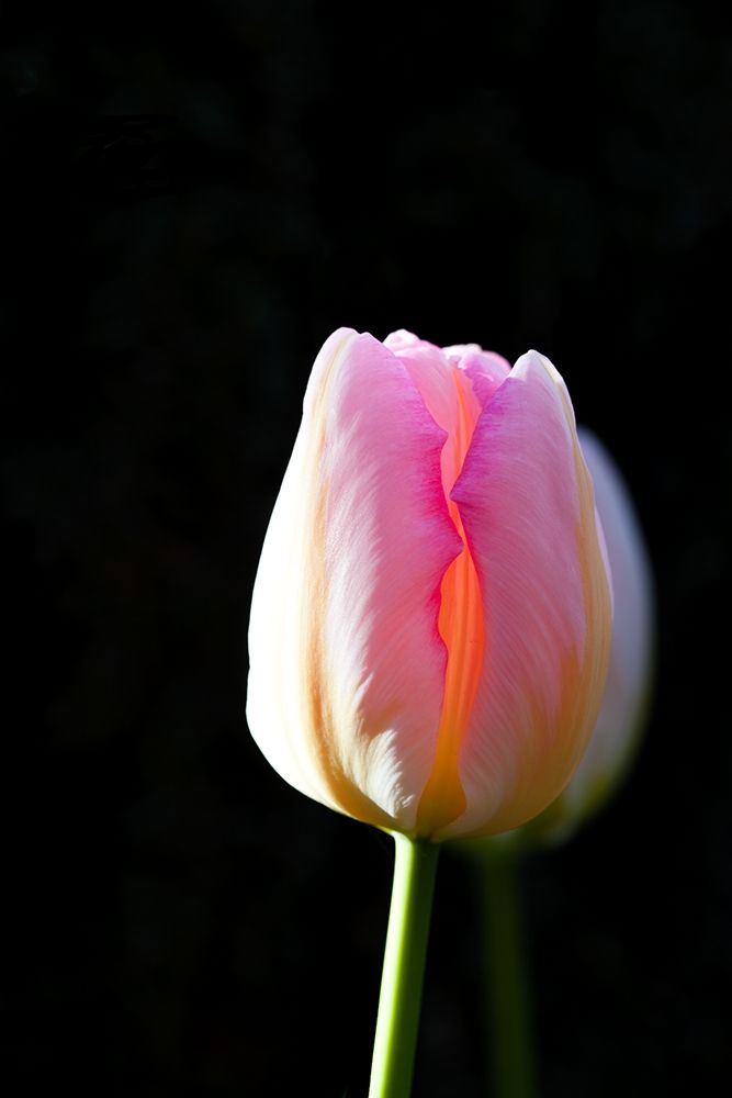 Art Print: Tulip A-glow