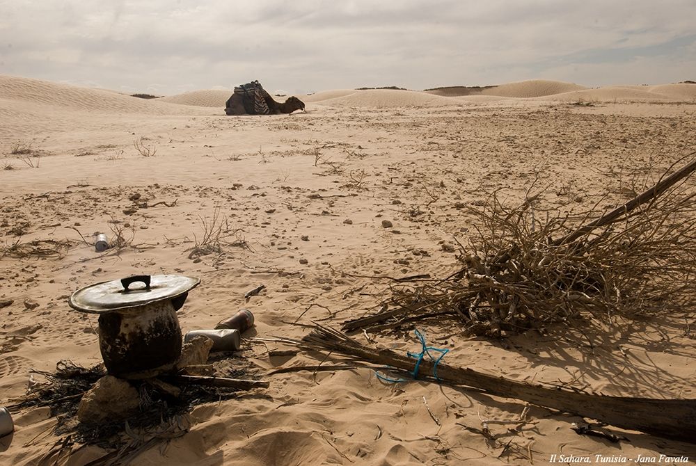 Wall Art Painting id:281552, Name: Desert view camel pan, Artist: Archivio