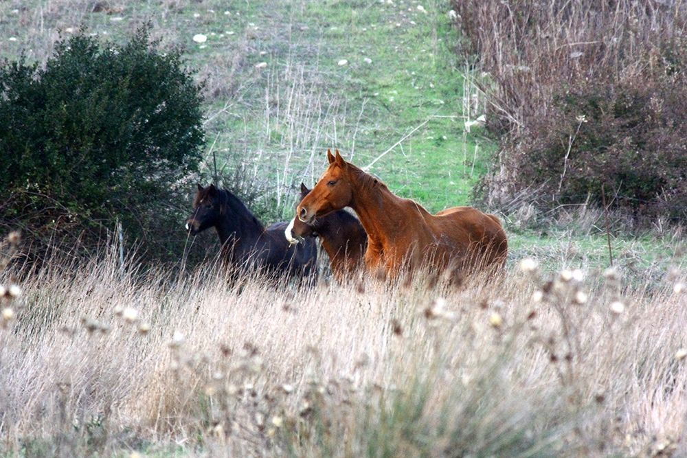 Wall Art Painting id:195435, Name: Enchanting Wild Horses in Sardinia, Artist: Giovanni, Saiu