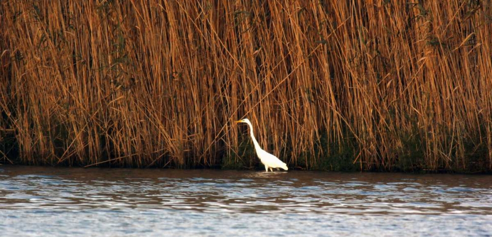 Wall Art Painting id:172308, Name: White Water Bird in the pond, Artist: Giovanni, Saiu