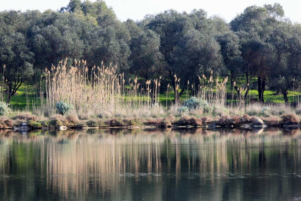 Wall Art Painting id:172310, Name: Pond surrounded by olive trees and canes, Artist: Giovanni, Saiu