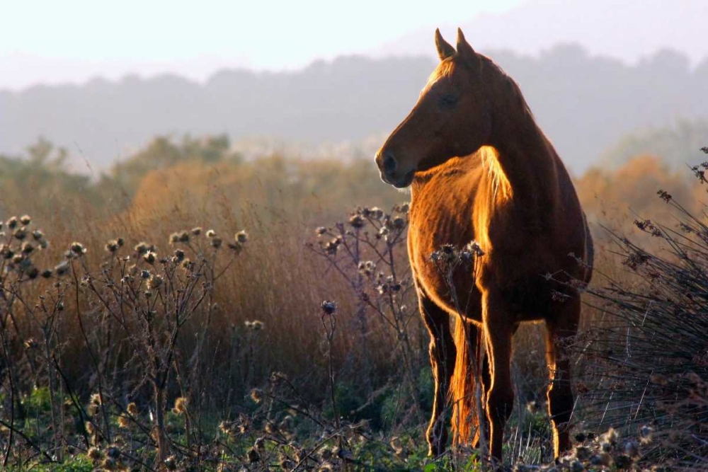 Wall Art Painting id:172312, Name: Enchanting wild horse in the sardinian countryside, Artist: Giovanni, Saiu