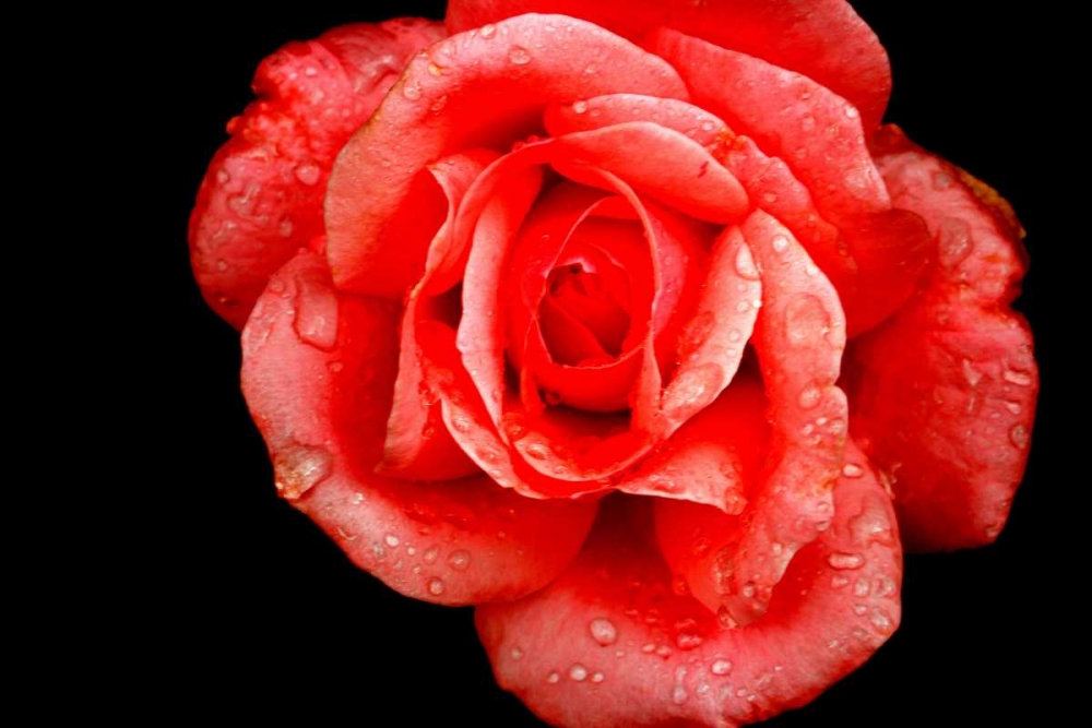 Wall Art Painting id:172316, Name: Romantic red rose on black backgroung, Artist: Giovanni, Saiu