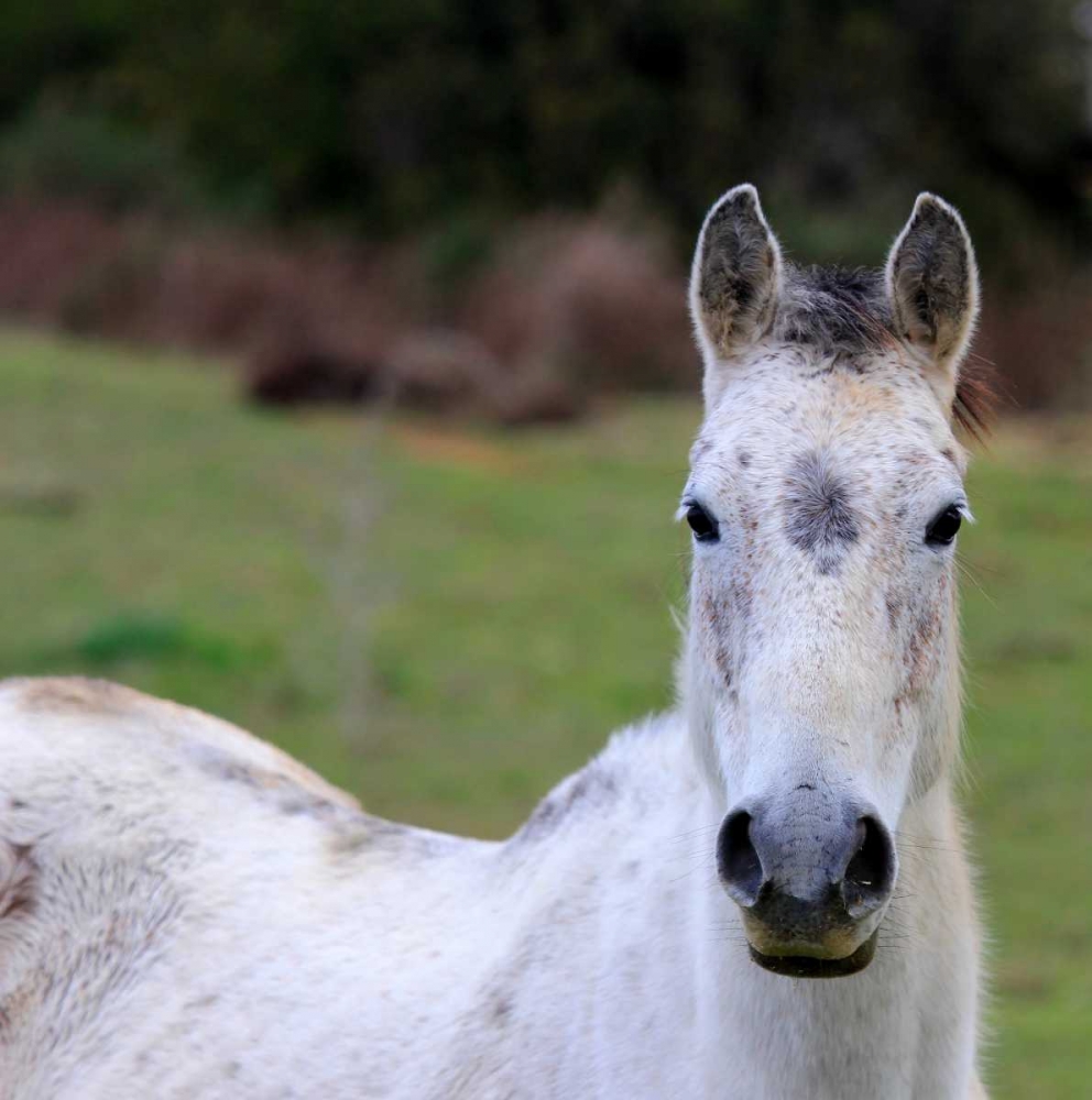 Wall Art Painting id:172319, Name: Wild White Horse in the sardinian countryside, Artist: Giovanni, Saiu