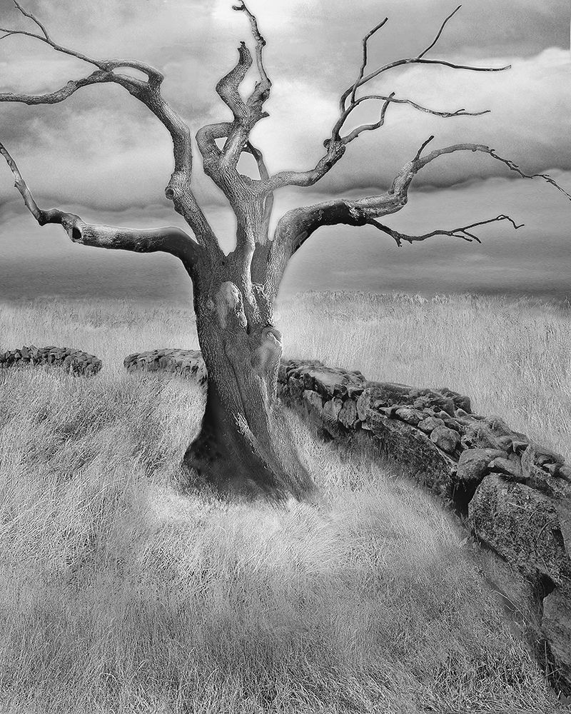 Art Print: The Meadow