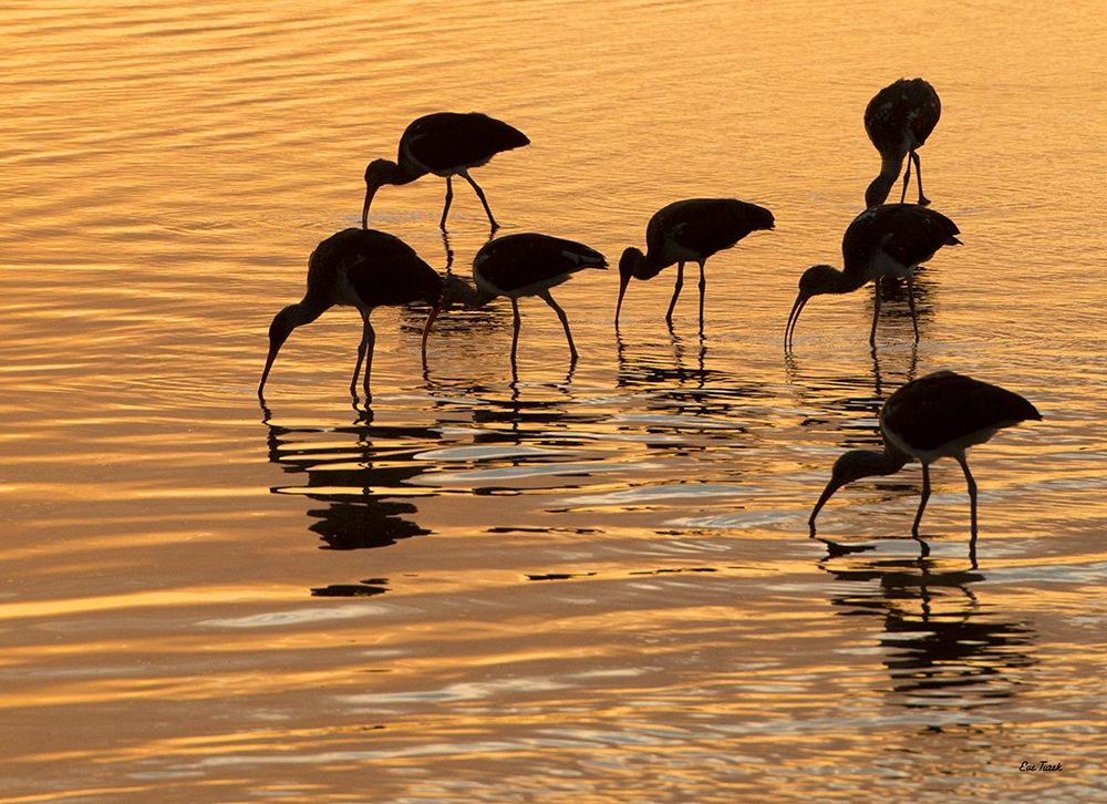 Art Print: Ibis Sunset